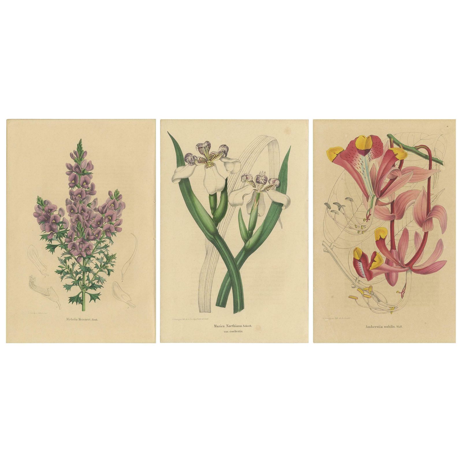 Set Of 3 Antique Botany Prints, Mirbelia, Neomarica Northiana, Amherstia