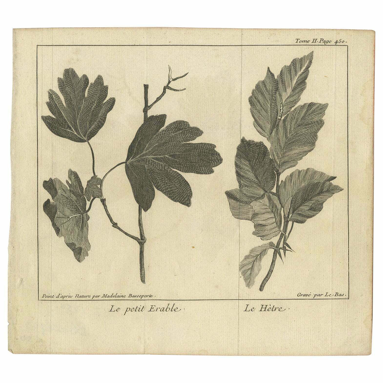 Antique Botany Print Of Little Maple And Beechwood, 1752