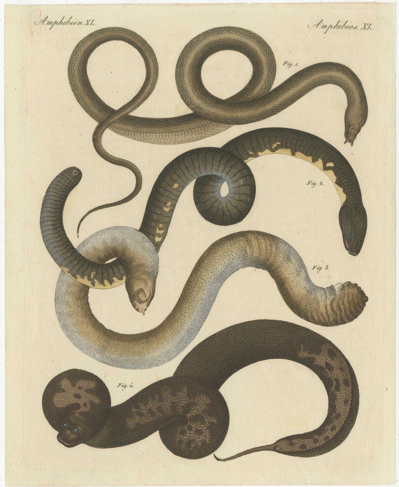 Original Antique Print Of Various Snakes And Caecilian Species photo furniture