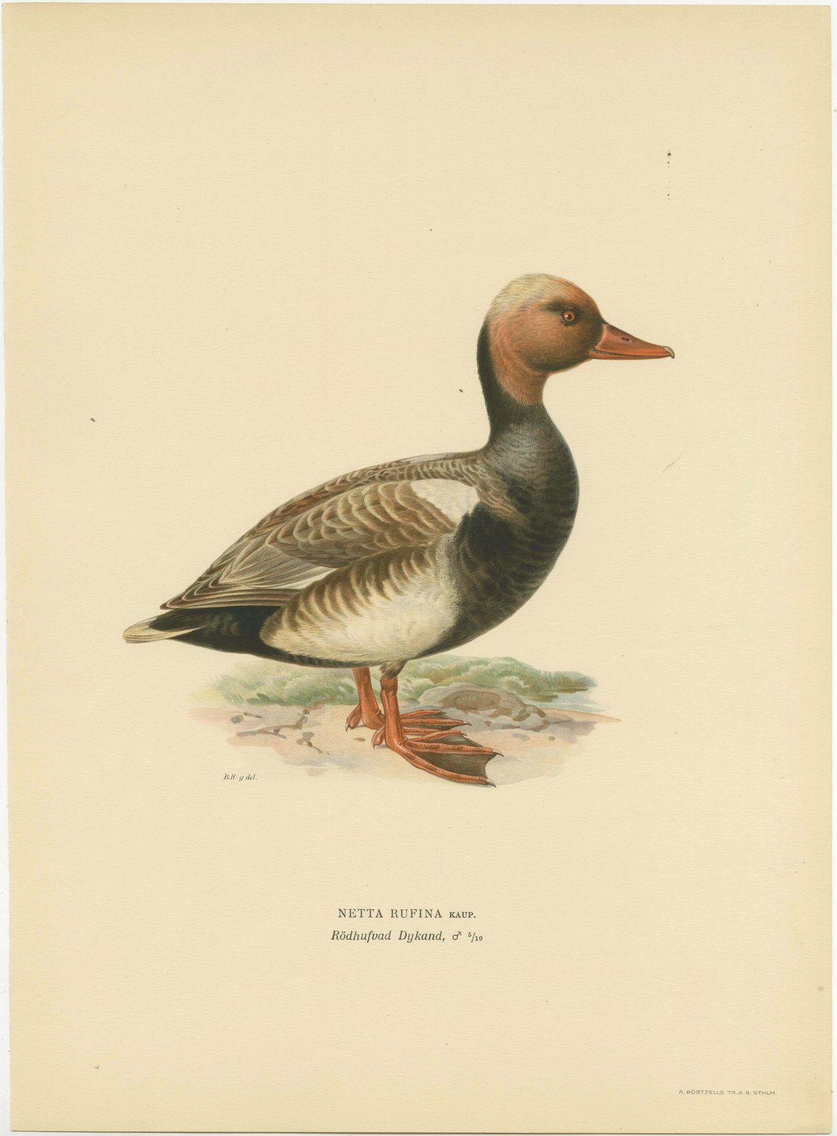 Old Bird Print Of The Red Crested Pochard By Magnus Von Wright photo for sale