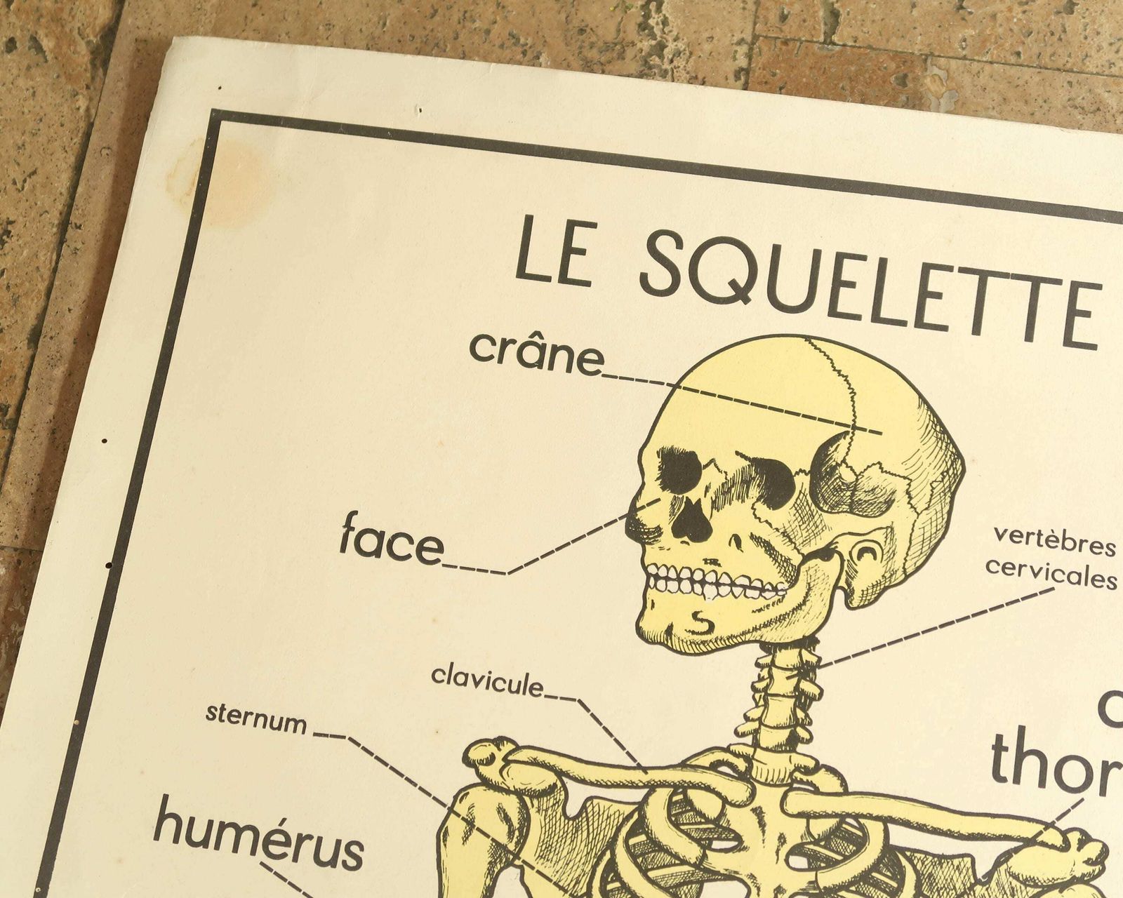 Franse Schoolposter Van Rossignol: Skelet, Ca. Jaren 1950 / Medisch Kabinet – Tableaux Des Sciences – Schoolposter Osteopathie Fysiotherapie photo furniture