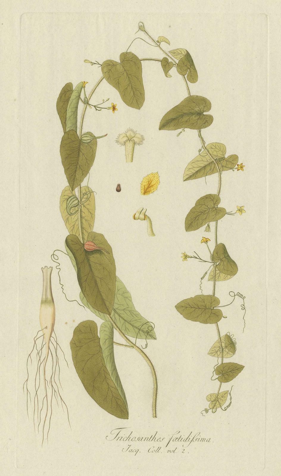 Antique Botany Print Of A Trichosanthes Species By Von Jacquin, Circa 1781 photo furniture