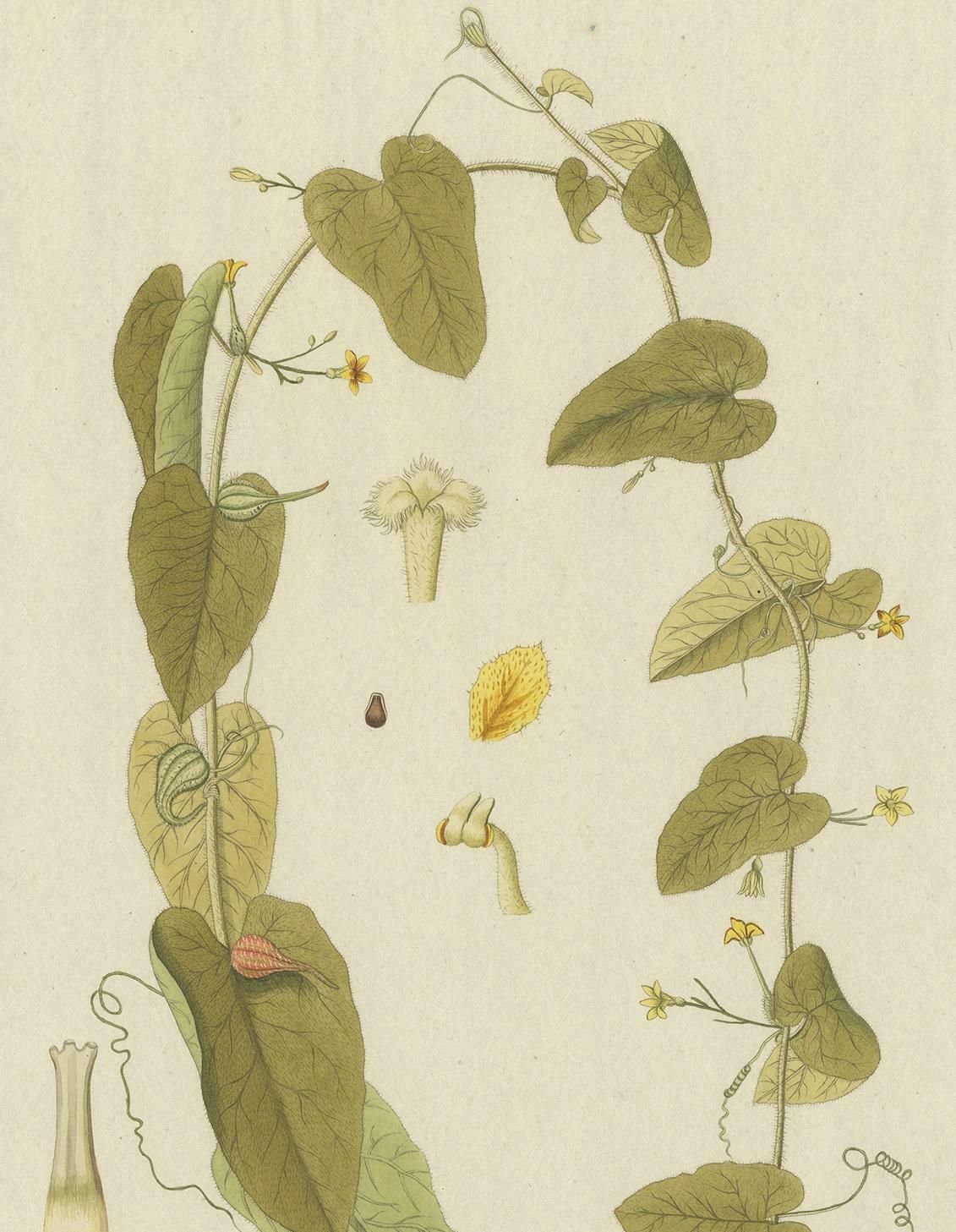 Antique Botany Print Of A Trichosanthes Species By Von Jacquin, Circa 1781 photo for sale