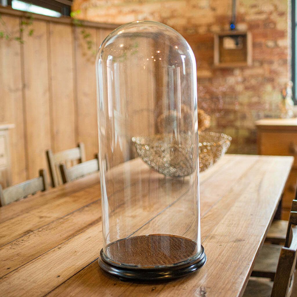 Large Antique Specimen Display Dome, English Taxidermy Showcase, Victorian, 1870 photo for sale