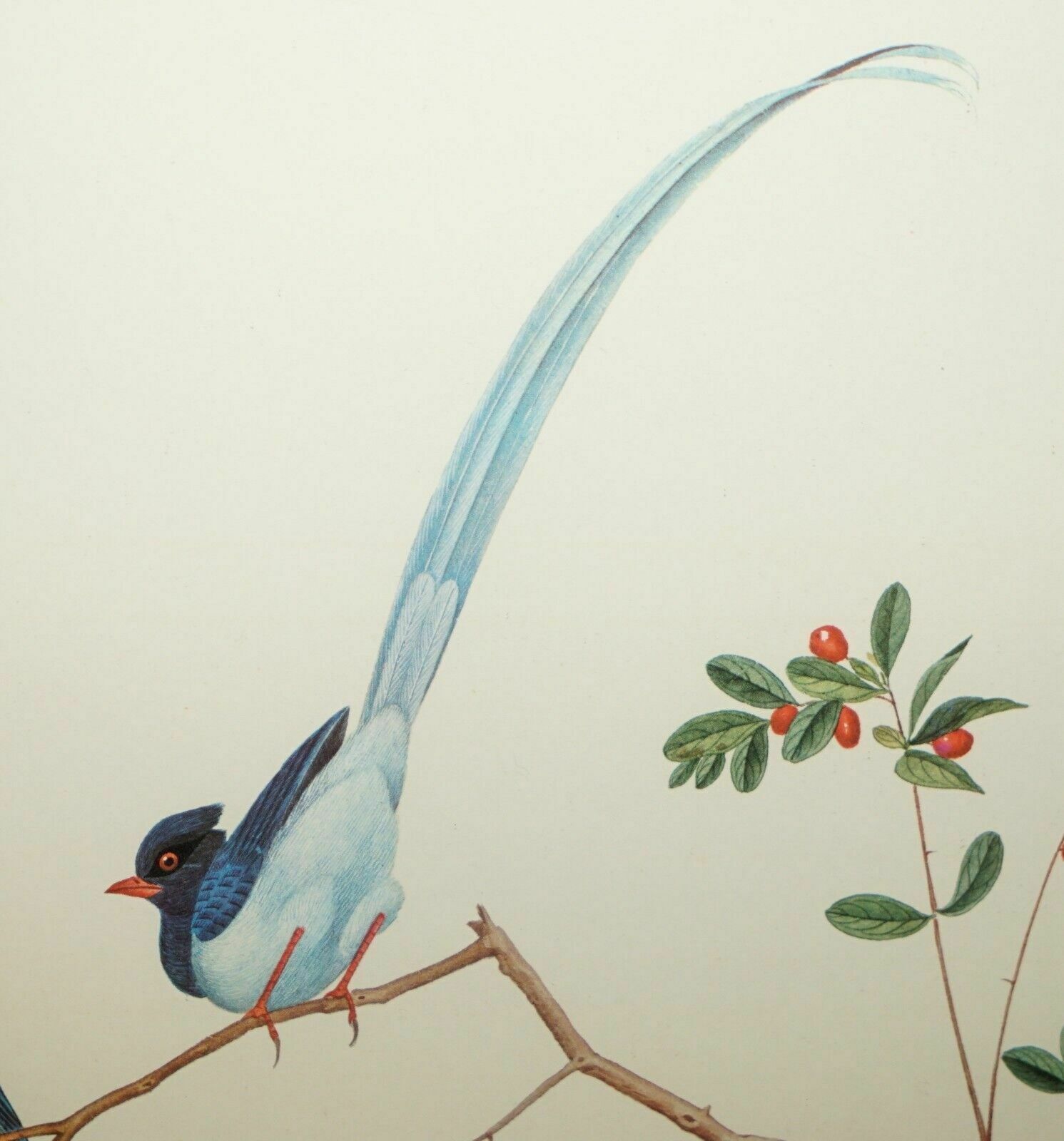 Art Five Chinese Ch'ien Lung Period 1736 1796 Watercolour Bird Piantings Framed photo