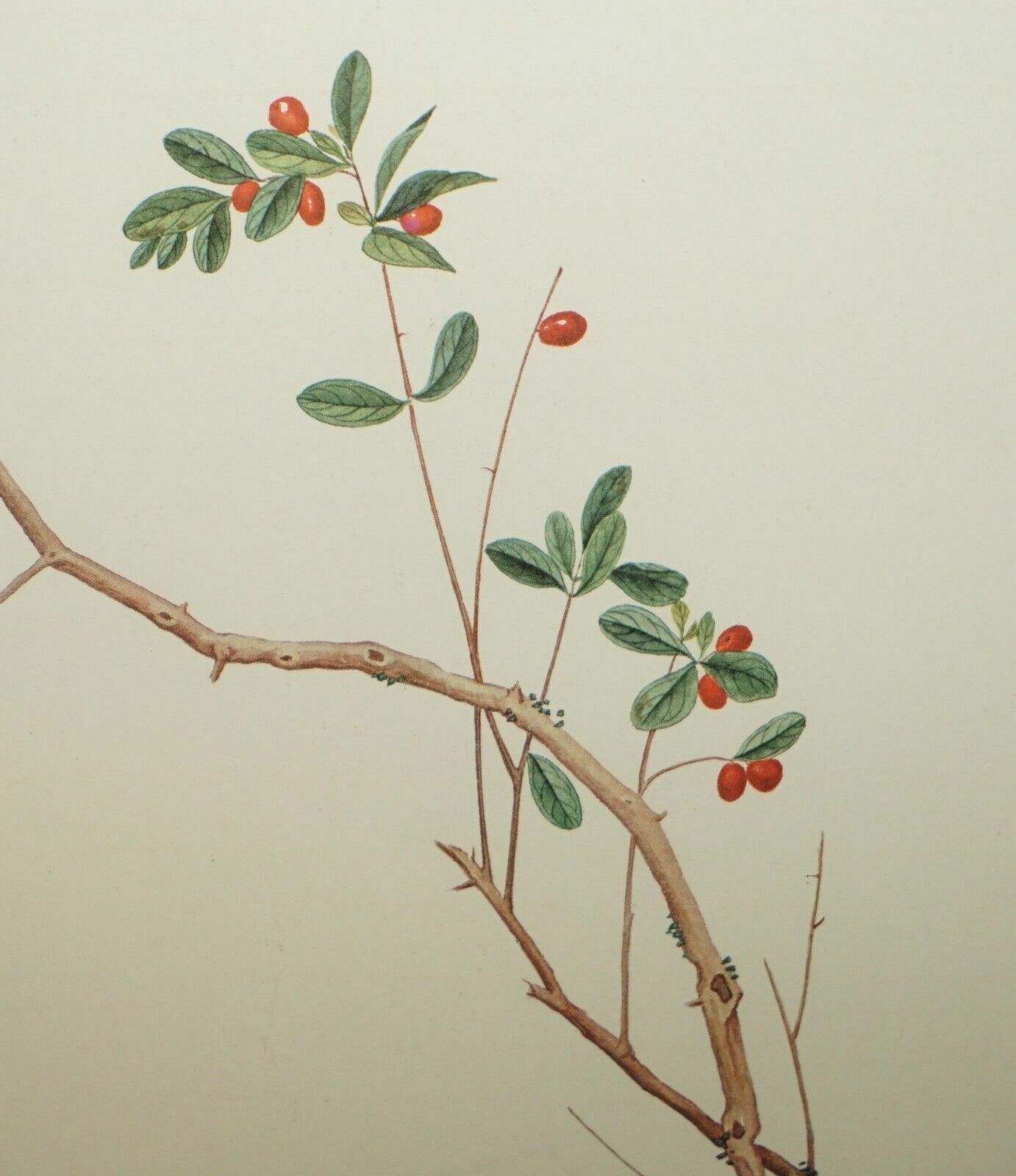 photo vinterior Five Chinese Ch'ien Lung Period 1736 1796 Watercolour Bird Piantings Framed