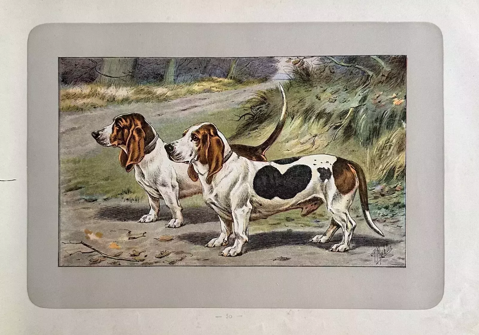 Antique 1907 Lithograph Print P Mahler Dog Picture Straight Legged Basset Hound