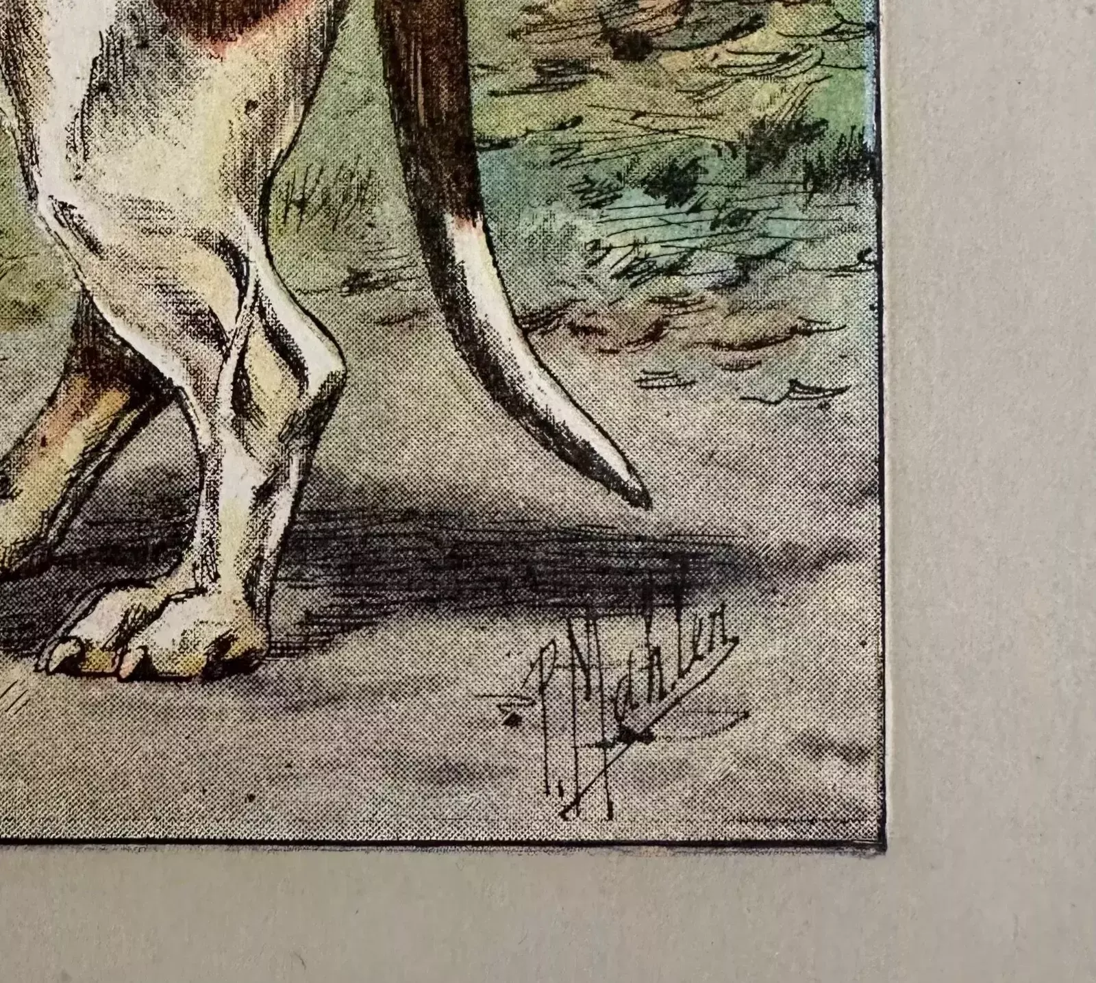 Antique 1907 Lithograph Print P Mahler Dog Picture Straight Legged Basset Hound photo for sale
