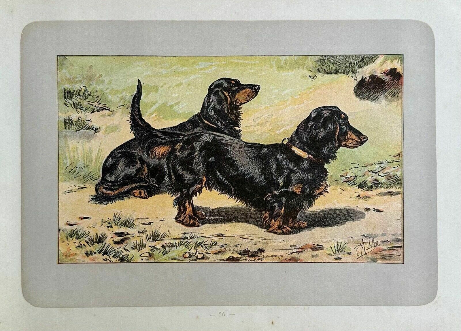 Antique 1907 Lithograph Colour Print P. Mahler Dog Breed Long Haired Dachshund
