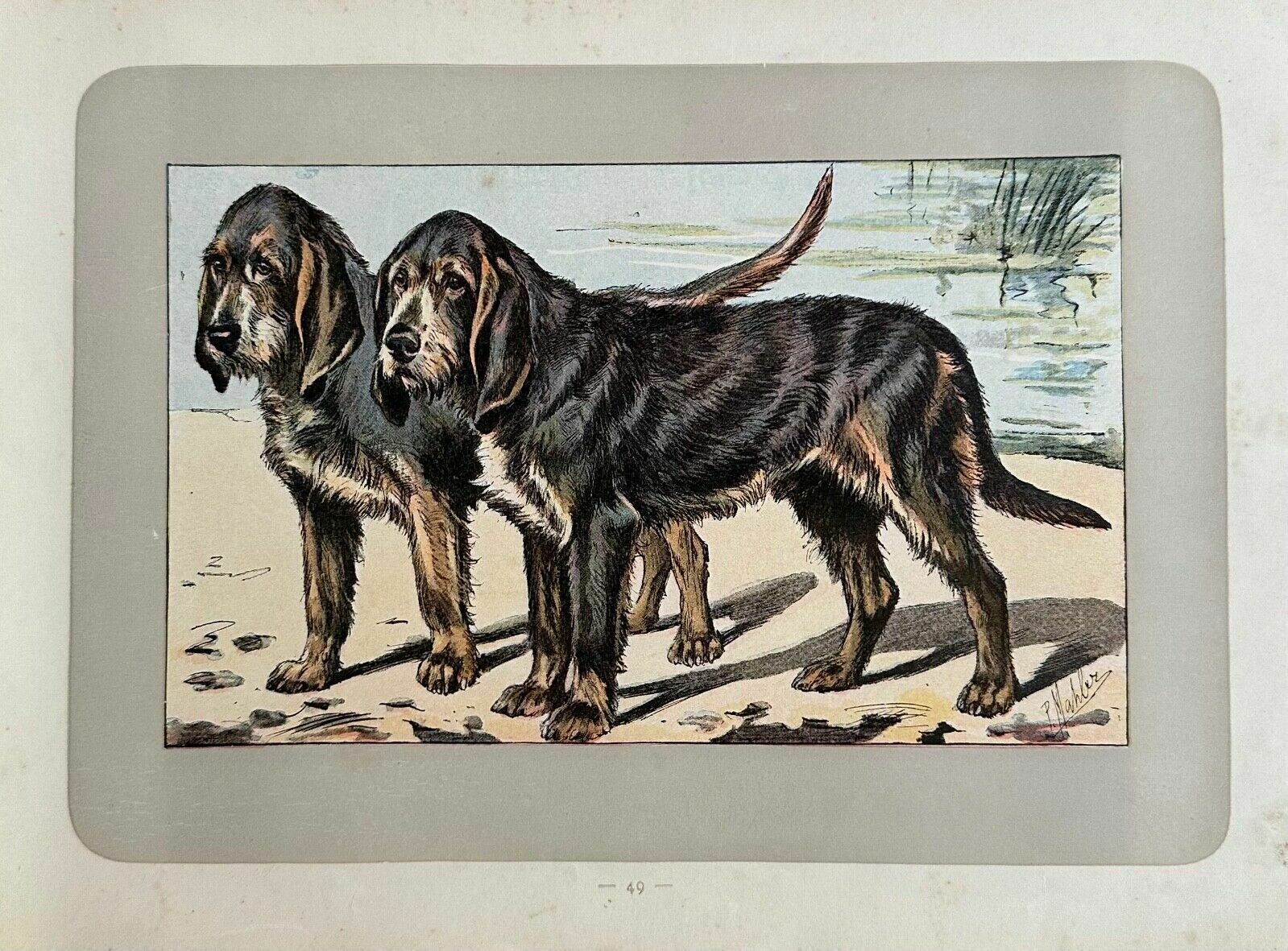 Antique 1907 Colour Lithograph Print Dog Picture Paul Mahler Otterhound