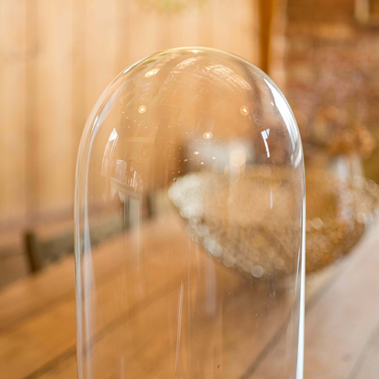 Tall Victorian Antique Collector's Dome, English Glass, Taxidermy Showcase, 1880 photo Home Decor