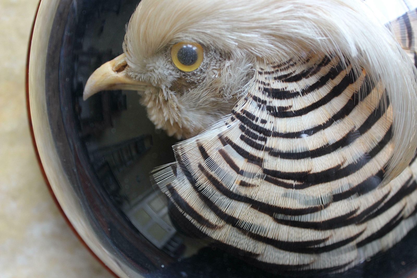 William Farren Of Cambridge Golden Pheasant Taxidermy Glass Dome Wall Mount photo Home Decor