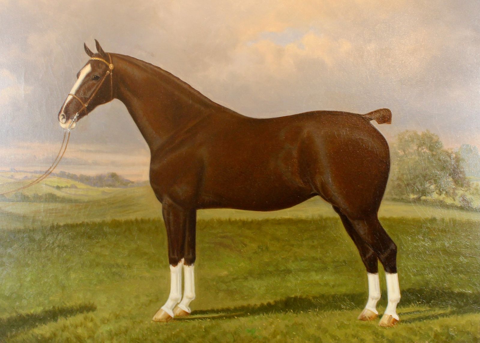 Pair Of Stallion & Mare Hackney Champion Oil Paintings By W.A. Clark photo vintage