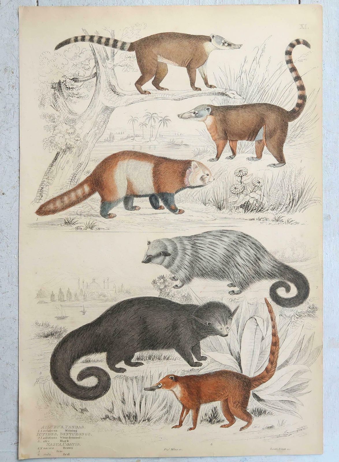 Set Of 15 Large Original Antique Animal Prints, 1830s photo furniture
