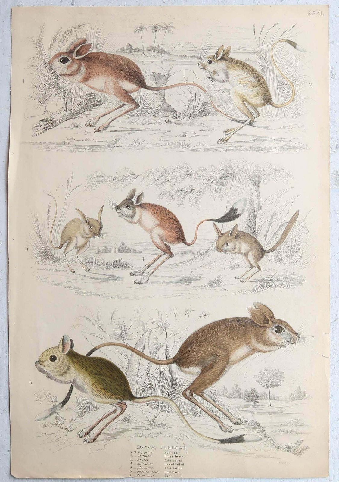 Set Of 15 Large Original Antique Animal Prints, 1830s photo vinterior
