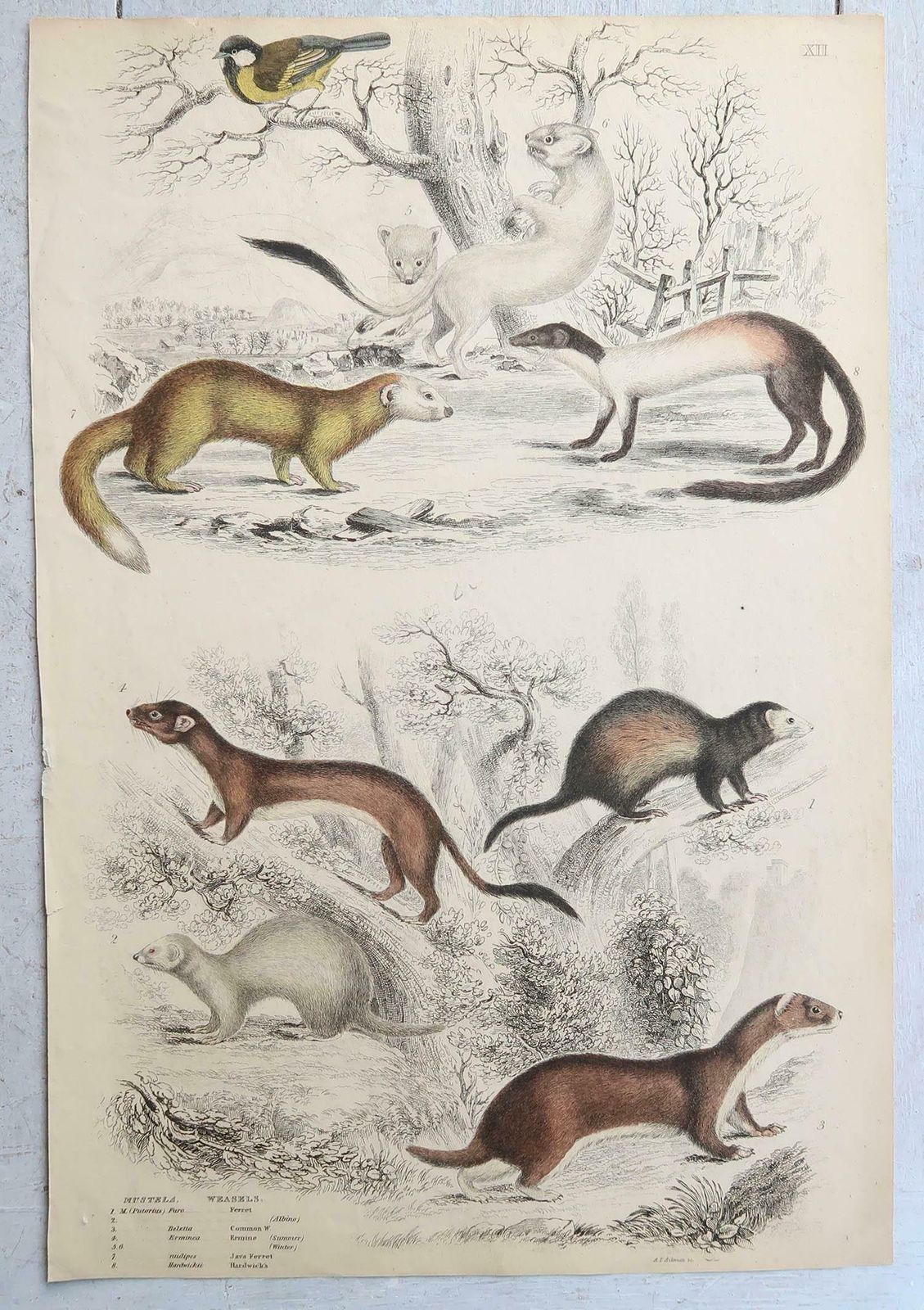 Set Of 15 Large Original Antique Animal Prints, 1830s photo buy