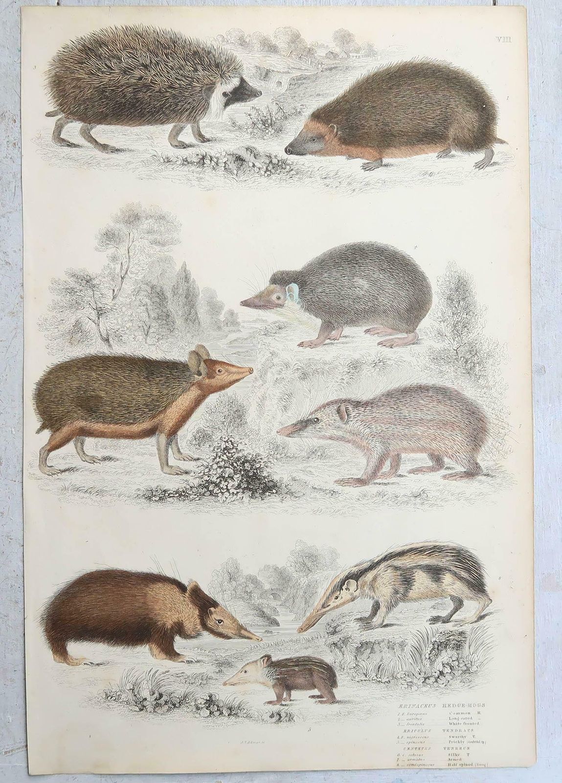 Art Set Of 15 Large Original Antique Animal Prints, 1830s photo