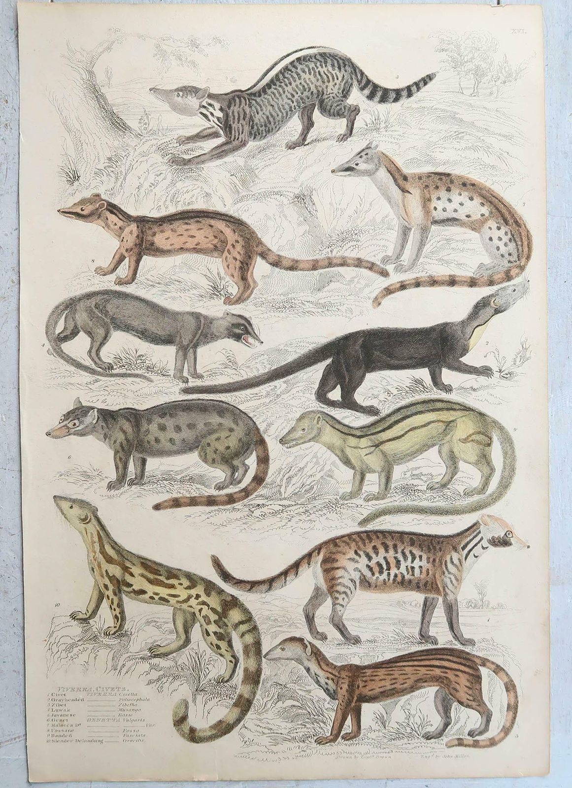 photo vinterior Set Of 15 Large Original Antique Animal Prints, 1830s