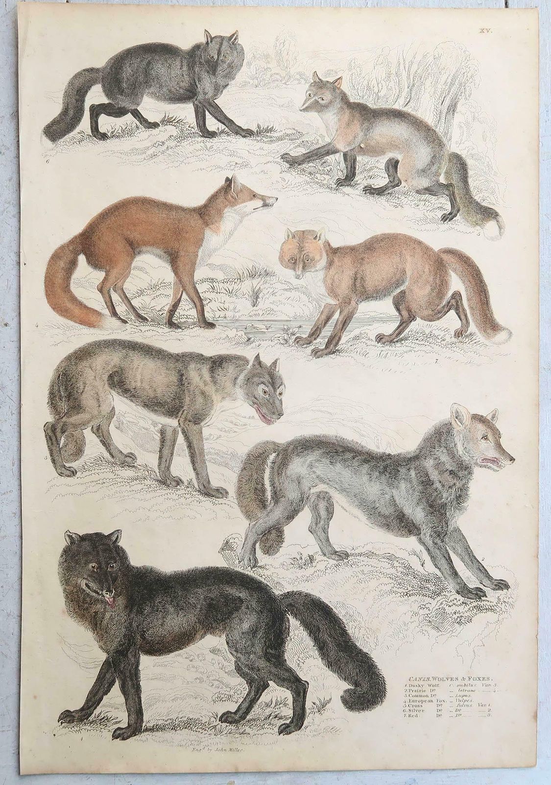 photo buy Set Of 15 Large Original Antique Animal Prints, 1830s