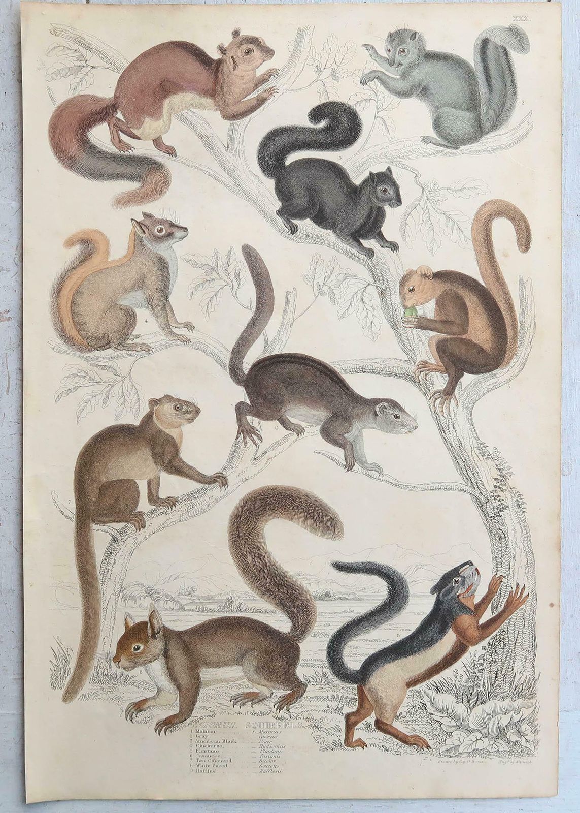 photo vintage Set Of 15 Large Original Antique Animal Prints, 1830s