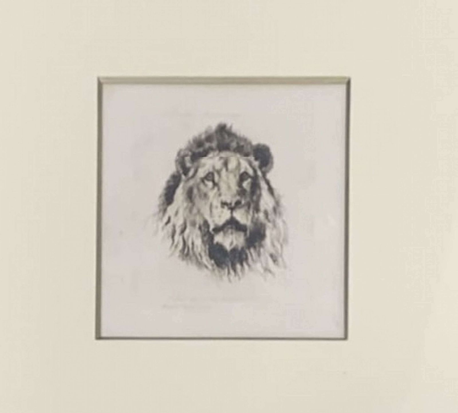 Herbert Dicksee Pair Rare Miniature Etchings Lion And Tigress photo Art