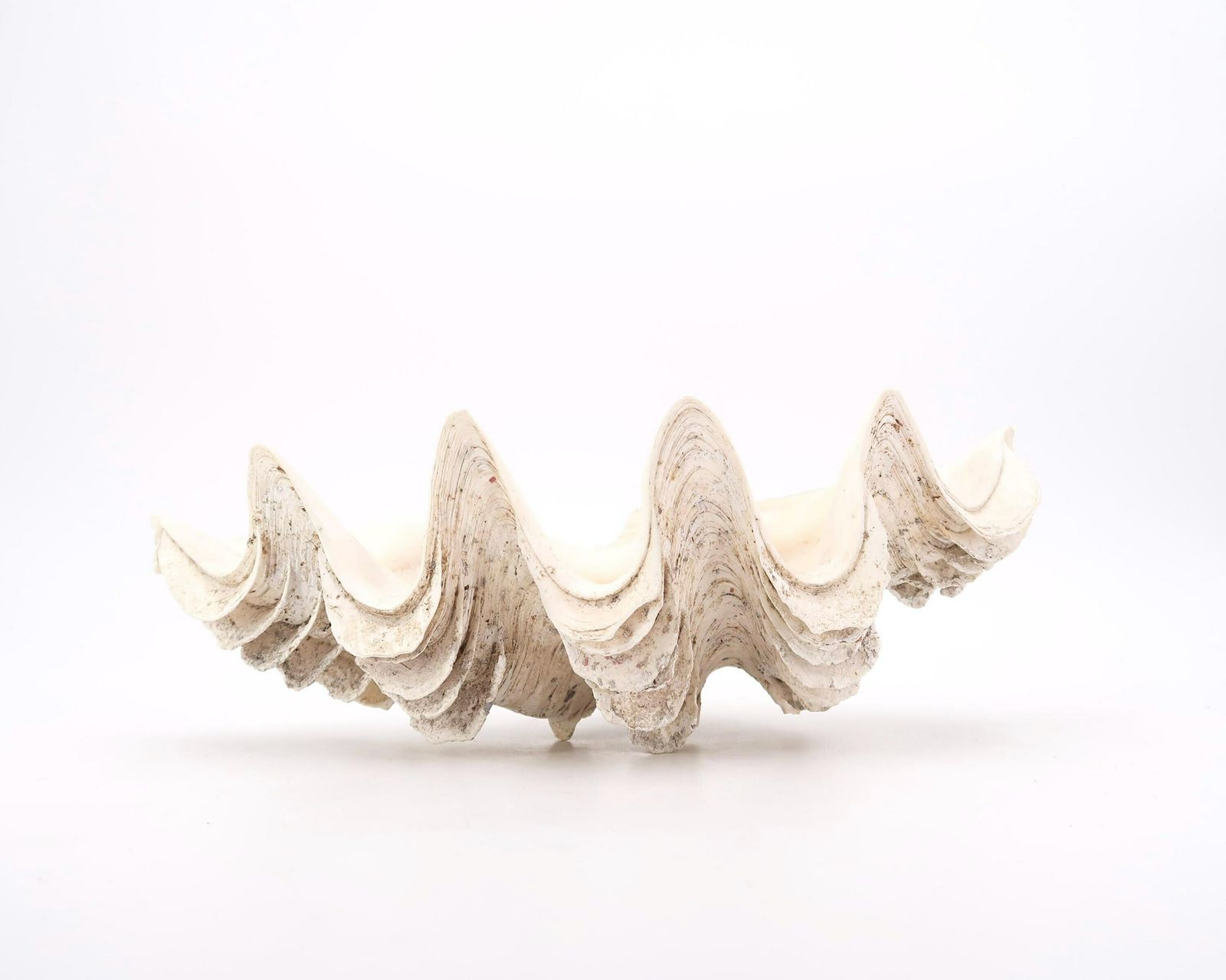 Grote Schelp, Ringenschaaltje, Tridacna Schelp Ca. Jaren 1970 / Schaal, Zeepbakje, Curiositeitenkabinet, Sieraden, Conch, Boho Chic, Folk, Badkamer photo for sale
