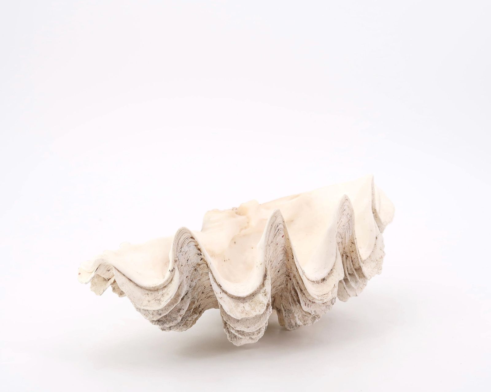 Grote Schelp, Ringenschaaltje, Tridacna Schelp Ca. Jaren 1970 / Schaal, Zeepbakje, Curiositeitenkabinet, Sieraden, Conch, Boho Chic, Folk, Badkamer photo Woonaccessoires