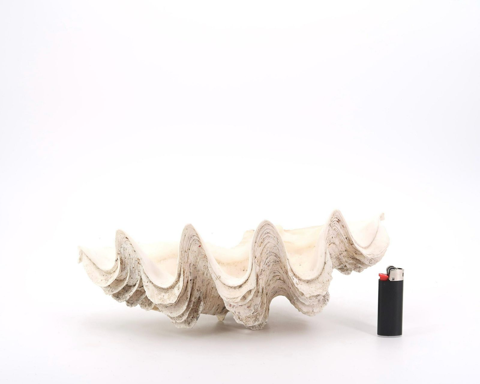 Large Seashell, Ring Dish, Clam Tridacne 1970s / Tray, Soap Dish, Cabinet Of Curiosity Jewelry Conch Boho Chic Folk Bathroom photo 284.0