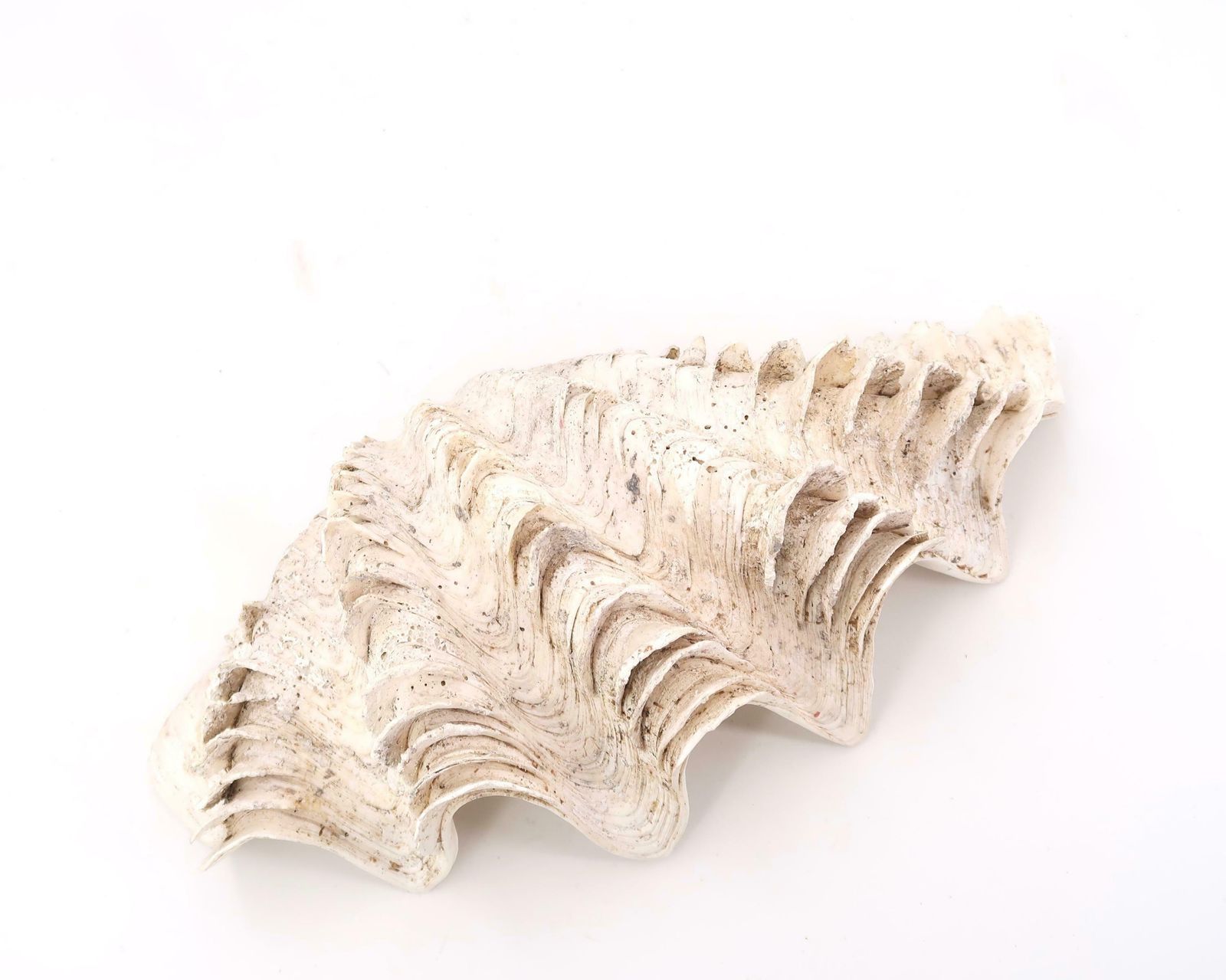 Large Seashell, Ring Dish, Clam Tridacne 1970s / Tray, Soap Dish, Cabinet Of Curiosity Jewelry Conch Boho Chic Folk Bathroom photo vintage