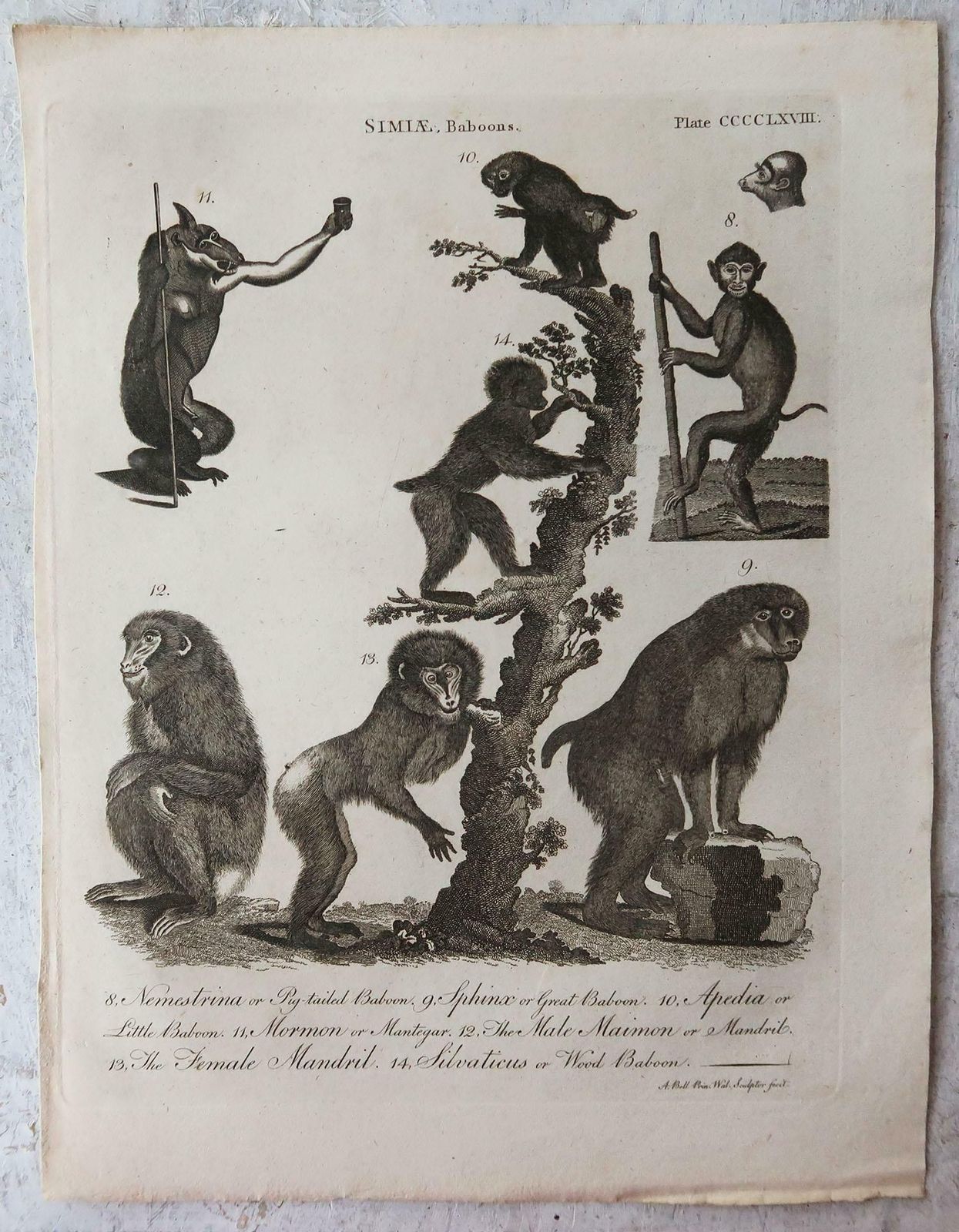Set Of 4 Original Antique Prints Of Monkeys, Circa 1790 photo 90.0