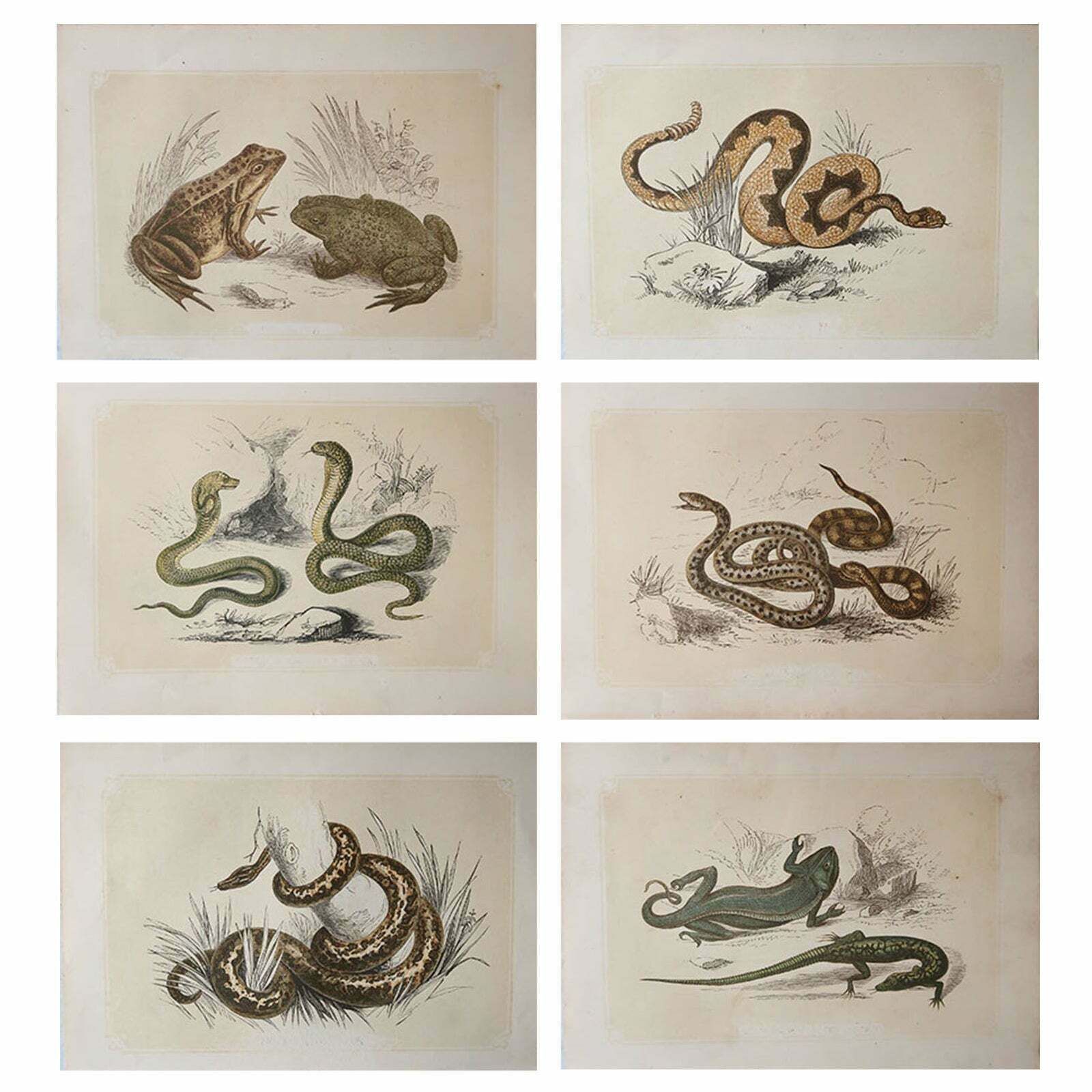 Set Of 6 Original Antique Reptile Prints, Tallis, Circa 1850
