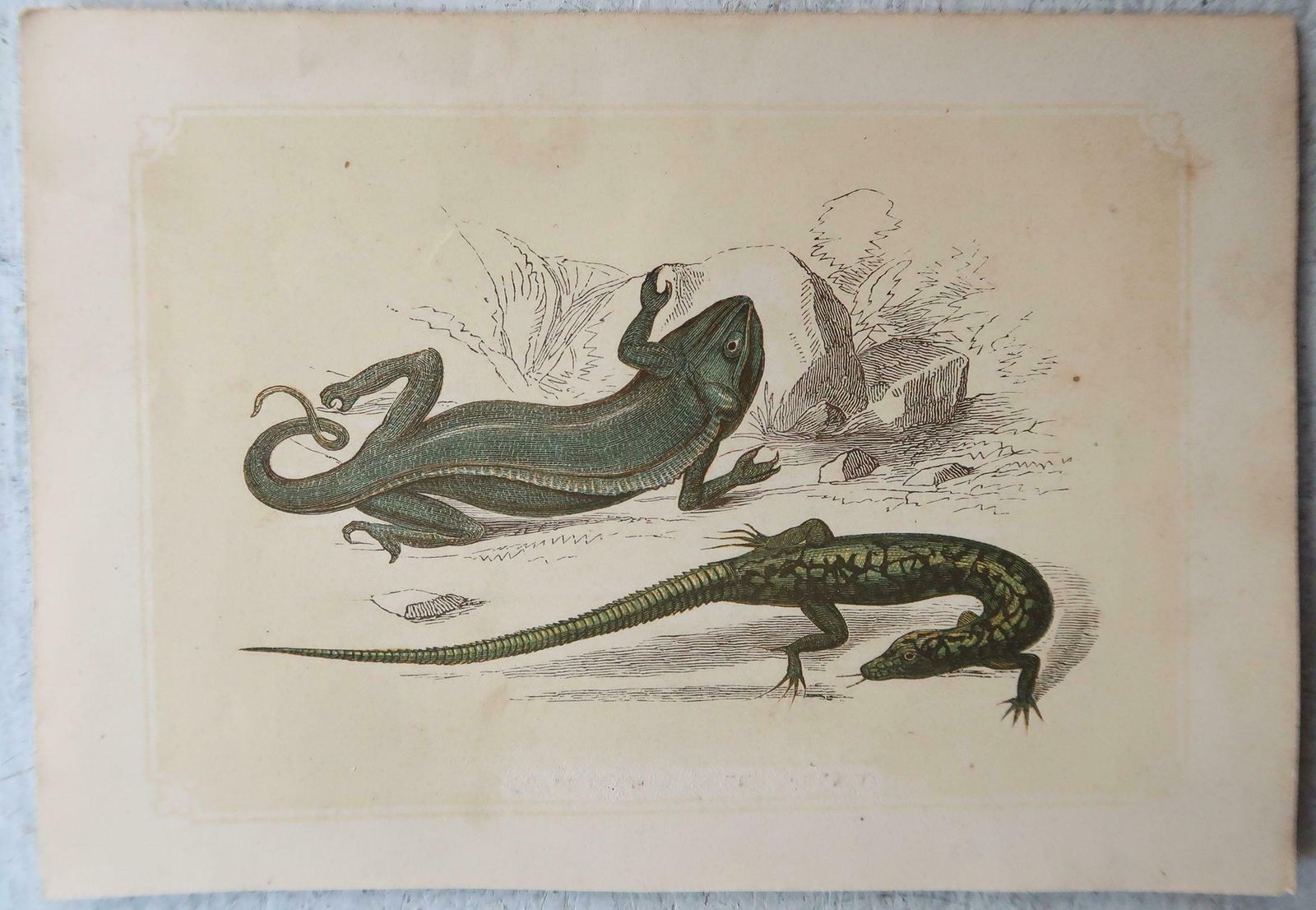 Set Of 6 Original Antique Reptile Prints, Tallis, Circa 1850 photo for sale