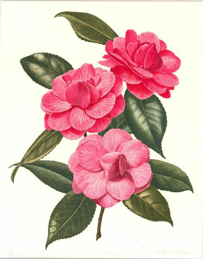 Leslie C.  Mid 20th Century Watercolour, Pink Camellia photo furniture