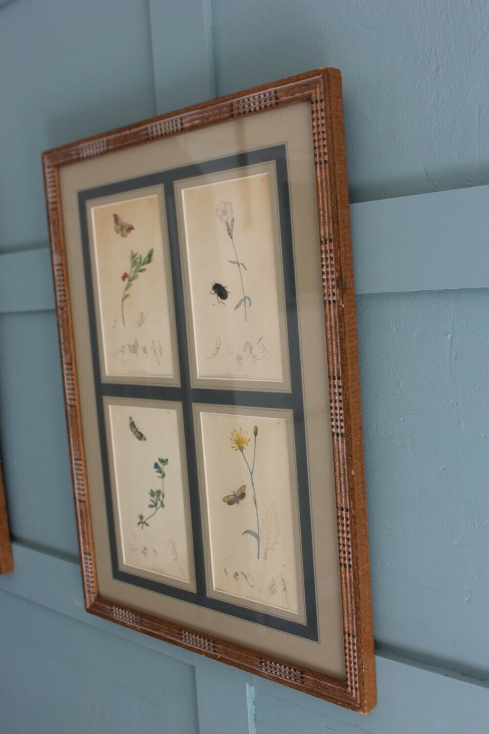 19th Century Set Of 4 Engravings Botanicals With Insects And Plants By John Curtis photo Art