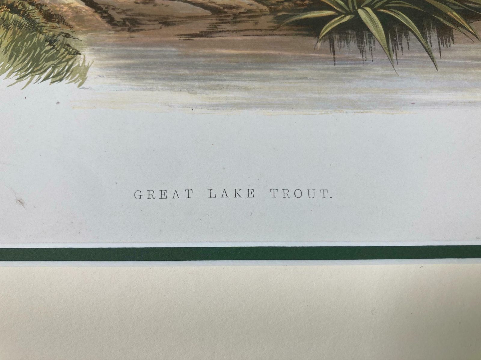145 Year Old Antique Chromolithograph “Great Lake Trout” By Alexander Francis Lydon (1879) photo for sale