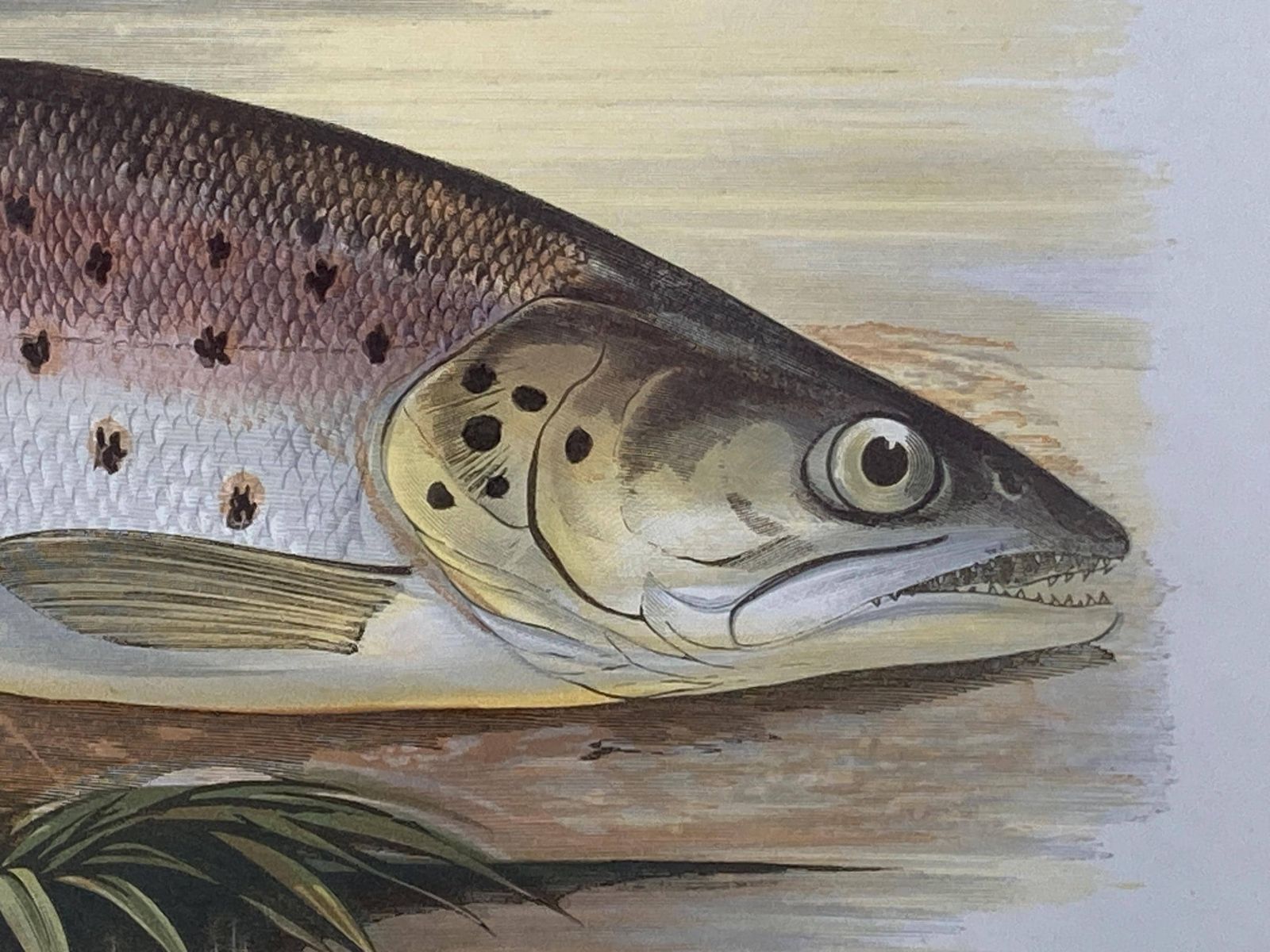 145 Year Old Antique Chromolithograph “Great Lake Trout” By Alexander Francis Lydon (1879) photo Art