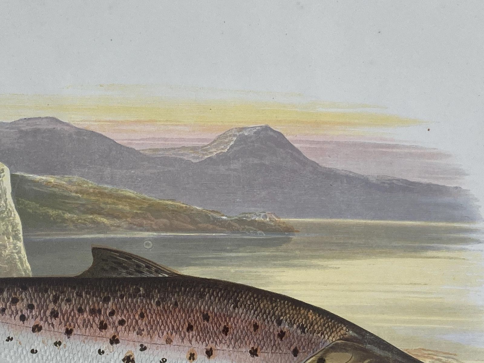 145 Year Old Antique Chromolithograph “Great Lake Trout” By Alexander Francis Lydon (1879) photo buy