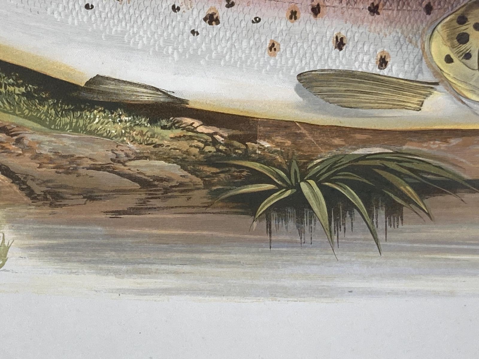 photo furniture 145 Year Old Antique Chromolithograph “Great Lake Trout” By Alexander Francis Lydon (1879)