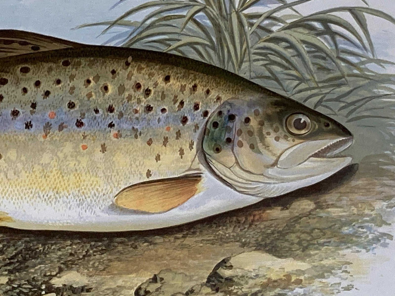 145 Year Old Antique Chromolithograph “Common Trout” By Alexander Francis Lydon (1879) photo for sale