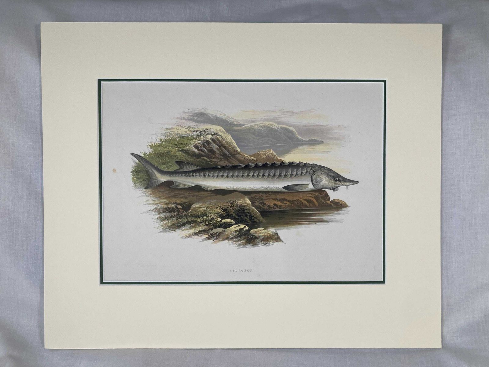 145 Year Old Antique Chromolithograph “Sturgeon” By Alexander Francis Lydon (1879)