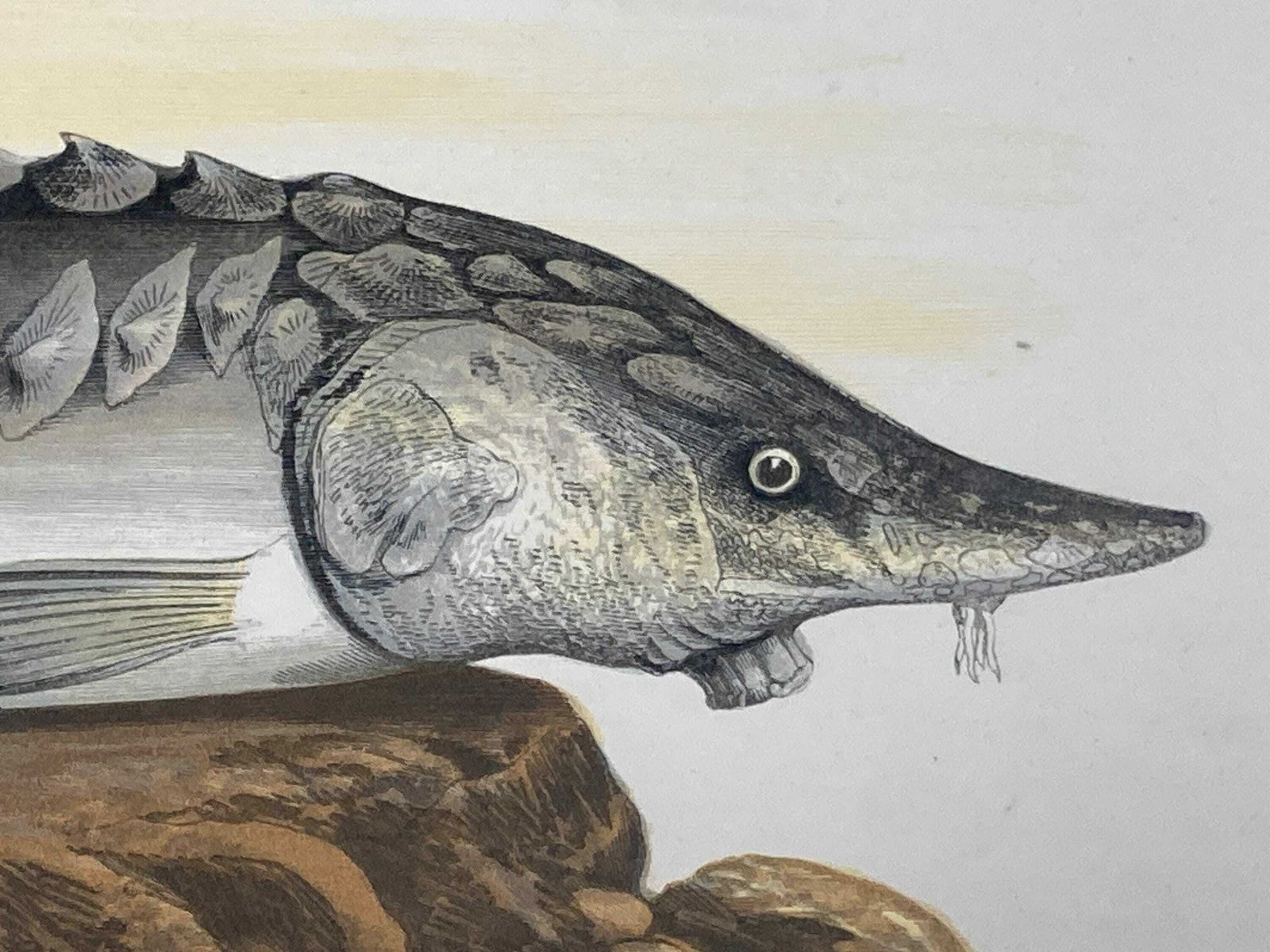 145 Year Old Antique Chromolithograph “Sturgeon” By Alexander Francis Lydon (1879) photo for sale