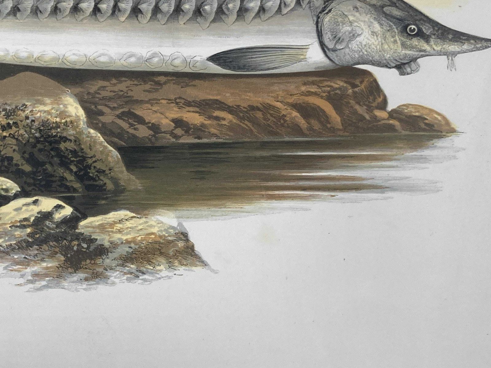 145 Year Old Antique Chromolithograph “Sturgeon” By Alexander Francis Lydon (1879) photo vintage