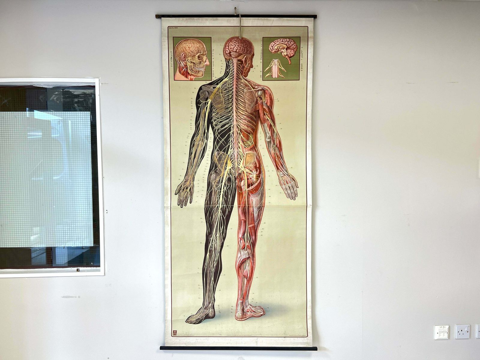 Deutsches Hygiene Museum, Life Size Nervous System Anatomical Poster