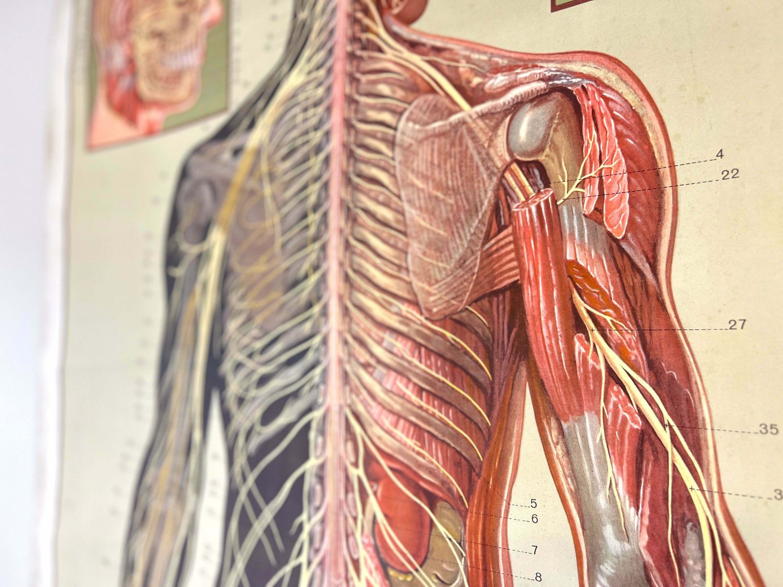 Deutsches Hygiene Museum, Life Size Nervous System Anatomical Poster photo for sale
