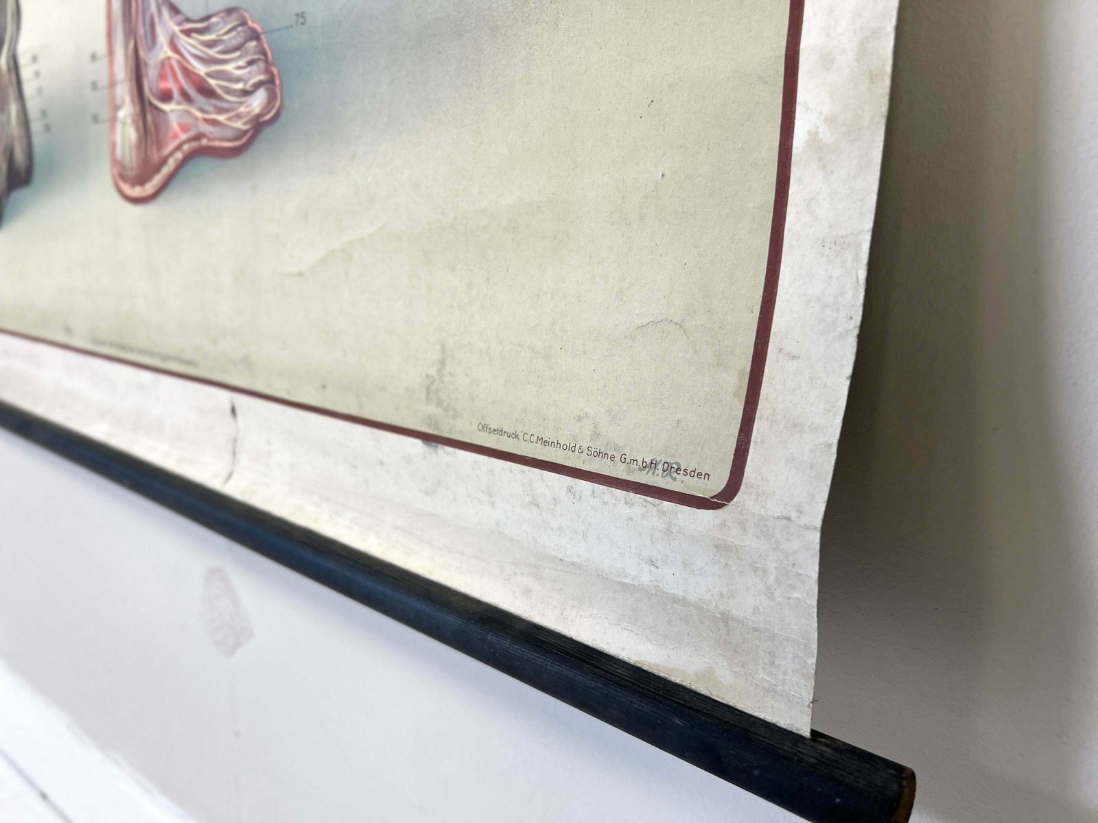 Deutsches Hygiene Museum, Life Size Nervous System Anatomical Poster photo buy