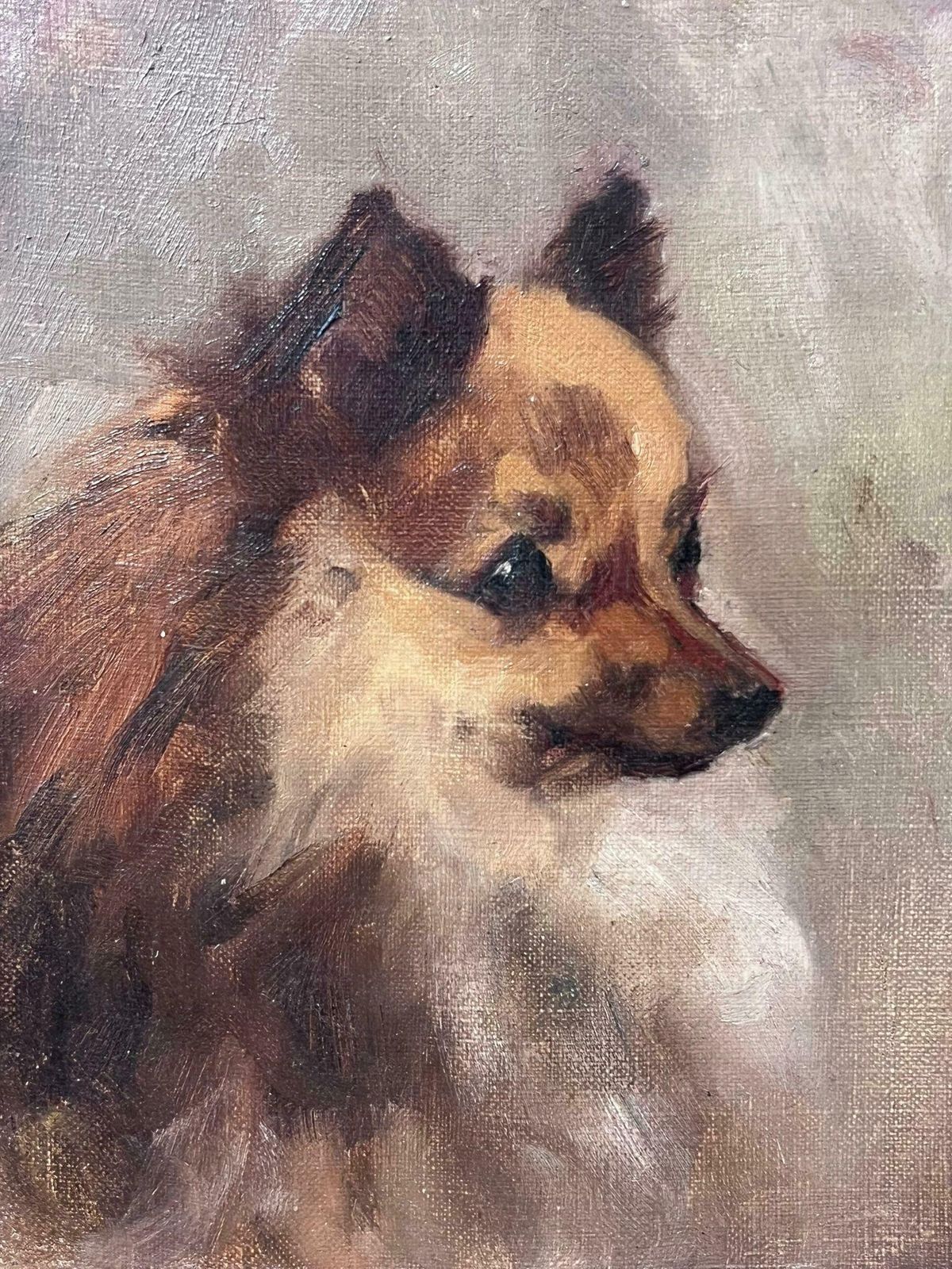 English Dog Artistantique English Oil Painting Portrait Of Pomeranian Dog 19th Century Framed19th Century photo for sale