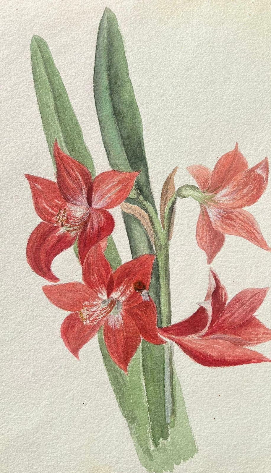 Caroline Worsleyfine Antique British Botanical Painting Red Amaryllis Flowerc.1900's photo for sale