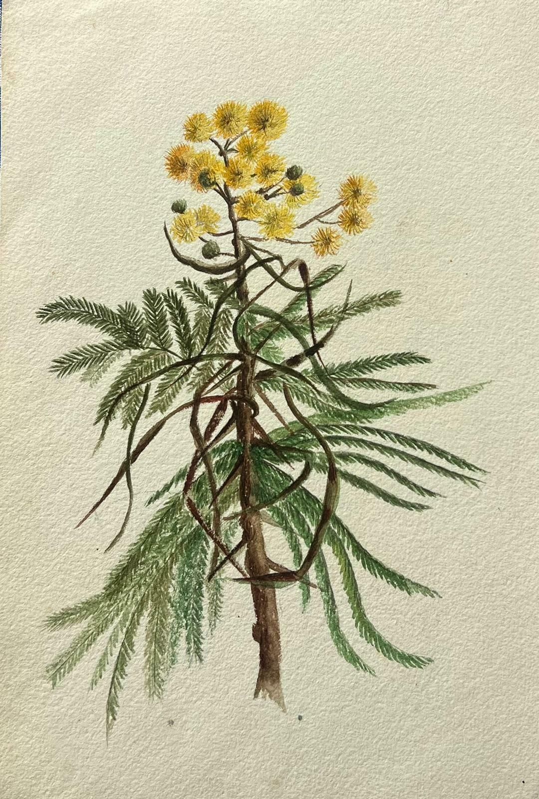 Caroline Worsleyfine Antique British Botanical Painting Yellow Acacia Dealbata Flowerc.1900's