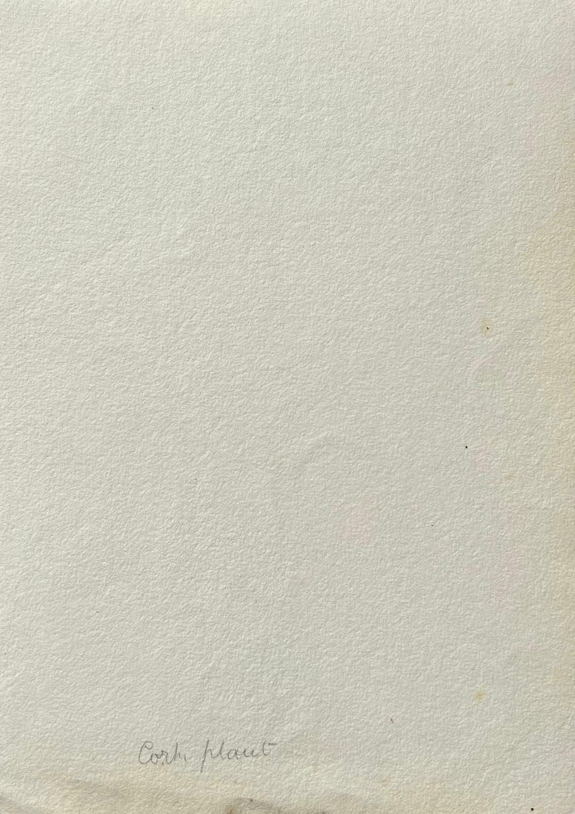 Caroline Worsleyfine Antique British Botanical Painting Red Erythrina Flowerc.1900's photo 356.0