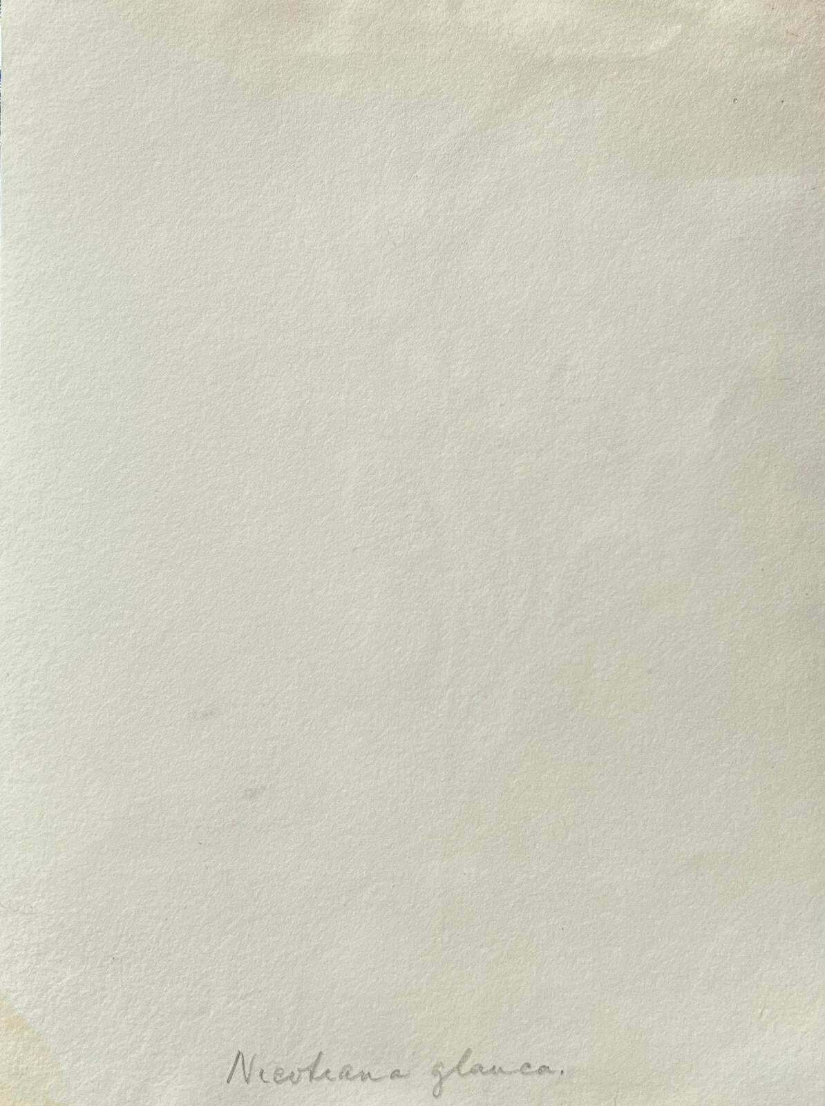 Caroline Worsleyfine Antique British Botanical Painting Wild Tobacco Plantc.1900's photo vinterior